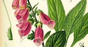 Digitalis: The flower, the drug, the poison | American Association for ...