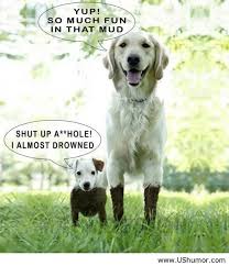 Being short funny dogs US Humor - Funny pictures, Quotes, Pics ... via Relatably.com