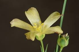 Linum maritimum L. | Plants of the World Online | Kew Science