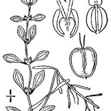 Callitriche palustris (vernal water-starwort): Go Botany