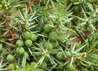 Juniperus communis (common juniper) description