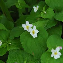White Czar Marsh Violet (Viola obliqua 'White Czar') in Issaquah ...