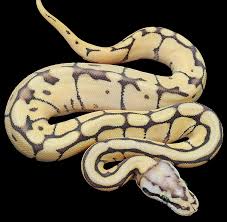 Resultado de imagen de python regius