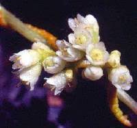 Cuscuta gronovii - Online Virtual Flora of Wisconsin