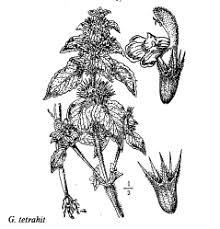 Sp. Aphanes microcarpa - florae.it
