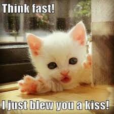 Peewee Hermus — #cute #cat #meme #catmemes #kitty #kiss #kitten via Relatably.com