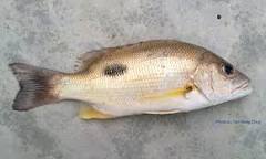 Image result for ang kueh fish in english