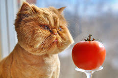 Bildergebnis für lustige tomaten bilder