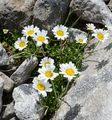 Species - Alpine Moon-Daisy (Leucanthemopsis alpina (L.) Heywood)