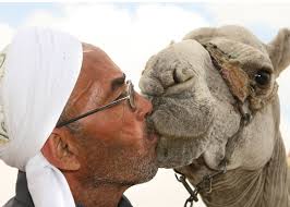 Resultado de imagen de usos de camellos