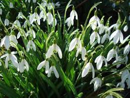 Image result for snowdrop flower meaning