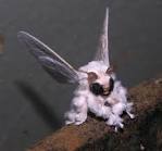 rabbit moth