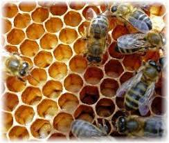 Image result for honey bee making honeycomb