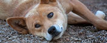We Finally Know Where Dingos Sit in Dogs' Evolutionary Family Tree