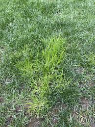 Poa Trivialis - The Ultimate Guide To Rough Bluegrass - A Complete ...