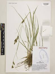 Carex laevigata Sm. | Plants of the World Online | Kew Science