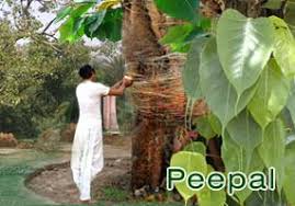 Image result for peepal tree