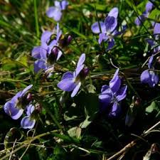 Viola hirta | Online Atlas of the British and Irish Flora