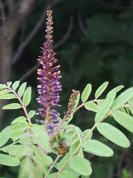Amorpha fruticosa - Wikipedia