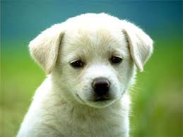 Image result for images of cute puppies