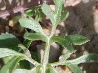 Ranunculus monspeliacus