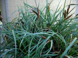 Carex firma (Carnation Grass, Glaucous Sedge, Sedges) | North ...