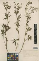 Alchemilla cinerea in Global Plants on JSTOR