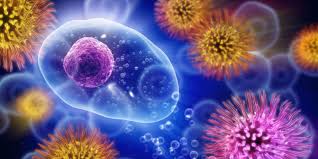 Image result for immune reactions