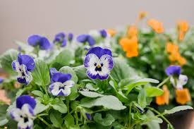 Violas: Plant Care & Growing Guide