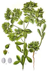 Euphorbia falcata - Wikipedia, la enciclopedia libre