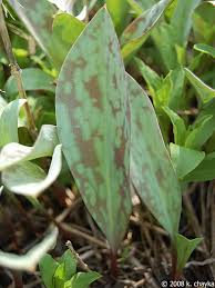 Image result for Trout Lily