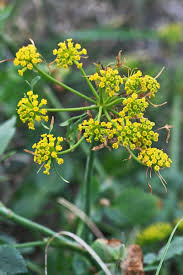 Kundmannia sicula, flora di Sardegna