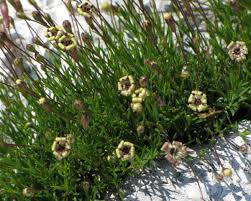 Silene parnassica subsp. hayekiana - Wikispecies