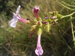 Plumbaginaceae - Wikipedia