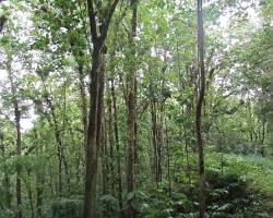 Gambar Edmund Forest Reserve St. Lucia
