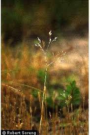 Plants Profile for Aira caryophyllea (silver hairgrass)