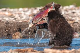 Image result for bear with fish in its mouth