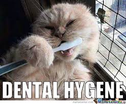Dental Memes. Best Collection of Funny Dental Pictures via Relatably.com
