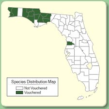 Trifolium nigrescens - Species Page - ISB: Atlas of Florida Plants