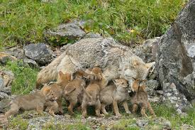 Image result for pictures of coyote feeding her young