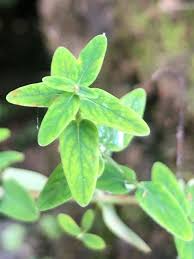 Hypericum pulchrum L., Slender St. John's-wort (World flora) - Pl ...