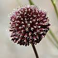Drumstick Alliums | Pacific Bulb Society
