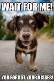 cute puppy face | Anu the Cockapoo via Relatably.com