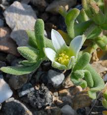 European Wild Flower: Aizoon hispanicum Aizoon