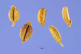 Plants Profile for Berula erecta (cutleaf waterparsnip)