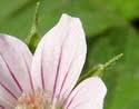 Geranium sibiricum (Siberian Cranesbill): Minnesota Wildflowers