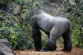 Resultado de imagen para fotos gorilas