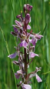 Orchis patens - Wikipedia