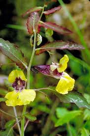 Balsaminaceae in Flora of China @ efloras.org