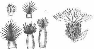 Illustration of Centaurea subjacea in H AYEK 1901 (table 10, Fig. 1 ...